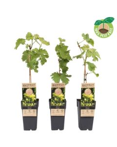 Vitis 'Supaga'