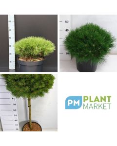 Pinus 'Marie Bregeon'