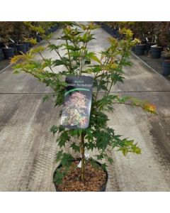 Acer palmatum 'Pevé Multicolor'