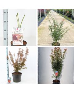 Acer palmatum 'Jerre Schwartz'