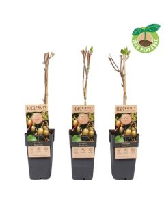 Actinidia arguta 'Bayern'