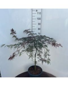 Acer palmatum 'Sjôhjôh-shidare'