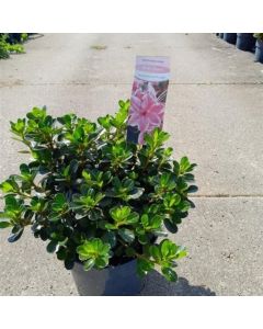 Rhododendron (AJ) 'Kermesina Rosé'