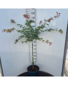 Acer palmatum 'Peaches and Cream'