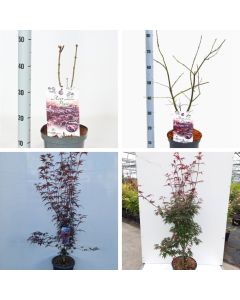 Acer palmatum 'Pixie'