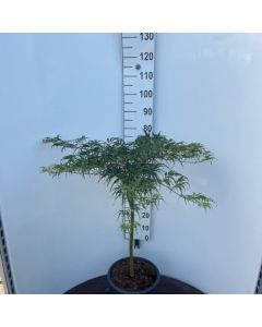 Acer palmatum 'Dissectum Palmatifidum'