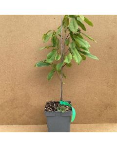 Asimina triloba 'Overlese'