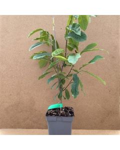 Asimina triloba 'Sunflower'