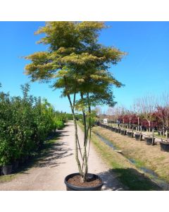 Acer palmatum 'Green Globe'