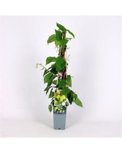 Actinidia arguta 'Jumbo'