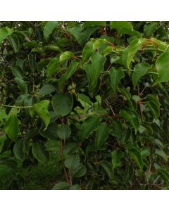 Actinidia arguta 'Weiki'