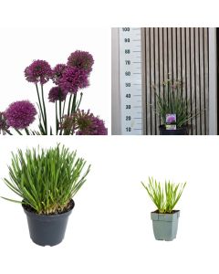 Allium 'Millennium'