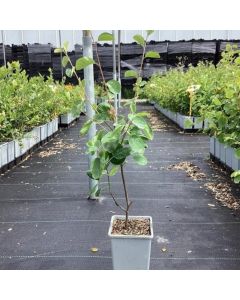 Amelanchier alnifolia 'Martin'