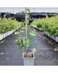 Amelanchier alnifolia 'Thiessen'