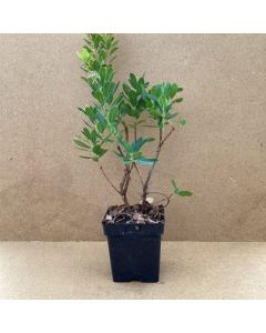 Arbutus unedo 'Atlantic'