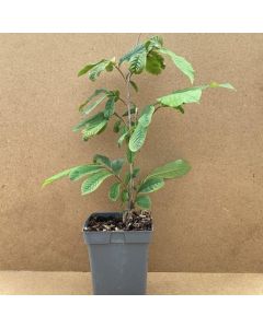 Asimina triloba 'Prima 1216'