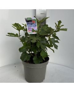 Ficus carica 'Rouge de Bordeaux'