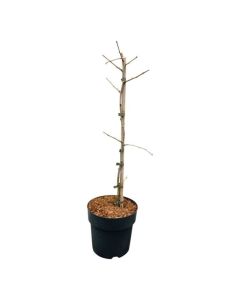 Ginkgo biloba 'Compacta'