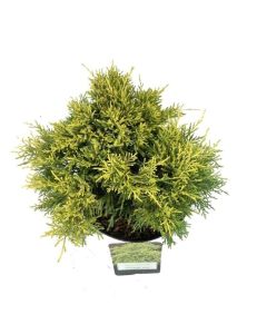 Juniperus pfitzeriana 'Golden Joy'
