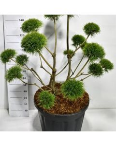 Pinus sylvestris 'Norska'