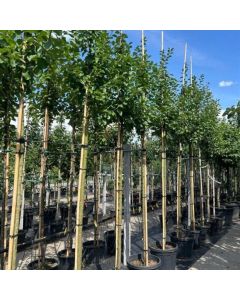 Prunus domestica Oullins Reine Claude