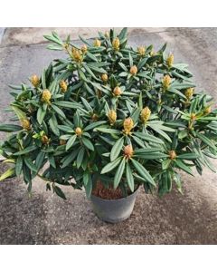 Rhododendron 'Blewbury'