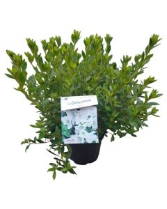 Rhododendron (AJ) 'Mémé'