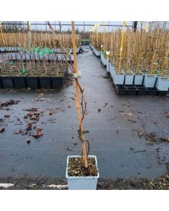 Rubus 'Boysen Thornless'
