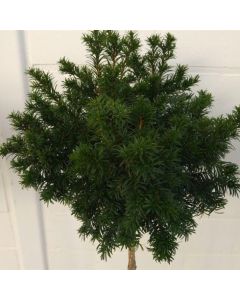 Taxus baccata 'Vader Simon'