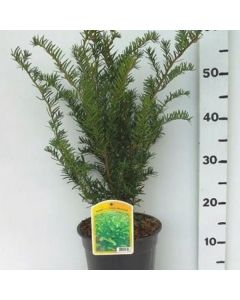 Taxus media 'Green Mountain'