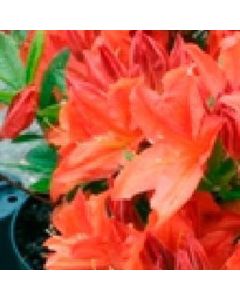 Rhododendron (AM) 'Prinses Máxima'