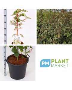 Acer conspicuum 'Red Flamingo'