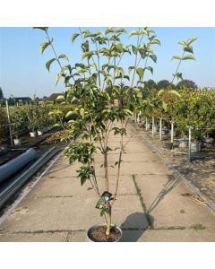 Cornus Starlight