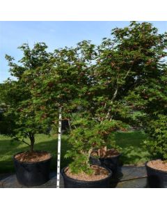 Acer palmatum 'Autumn Fire'