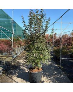 Acer palmatum 'Redwine'