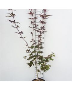 Acer palmatum 'Fujinami'