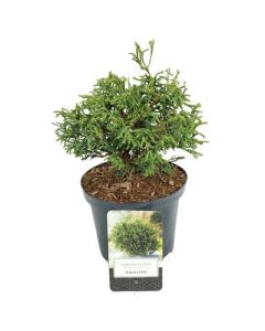 Chamaecyparis obtusa 'Brigitte'