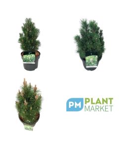 Pinus nigra 'Richard'