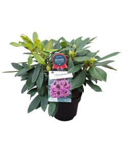 Rhododendron 'Orakel'