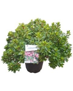 Rhododendron (AJ) 'Roehr's Peggy Ann'