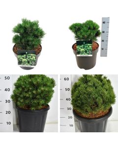 Pinus mugo 'Heideperle'