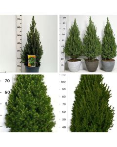 Picea glauca Perfecta