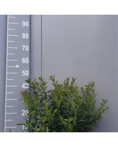 Vaccinium corymbosum 'Hortblue Petite'