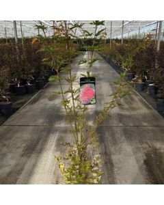 Acer palmatum 'Pevé Chameleon'