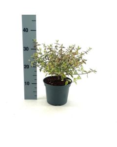 Abelia grandiflora 'Sparkling Silver'