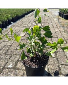 Ginkgo biloba 'Eiffel'