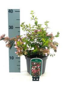Abelia 'Raspberry Profusion'