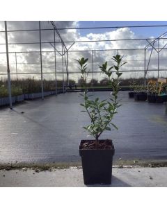 Arbutus unedo 'Minlily'