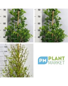Ginkgo biloba Fastigiata Blagon