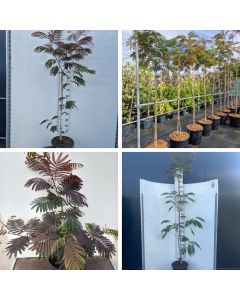 Albizia julibrissin 'Evi's Pride'